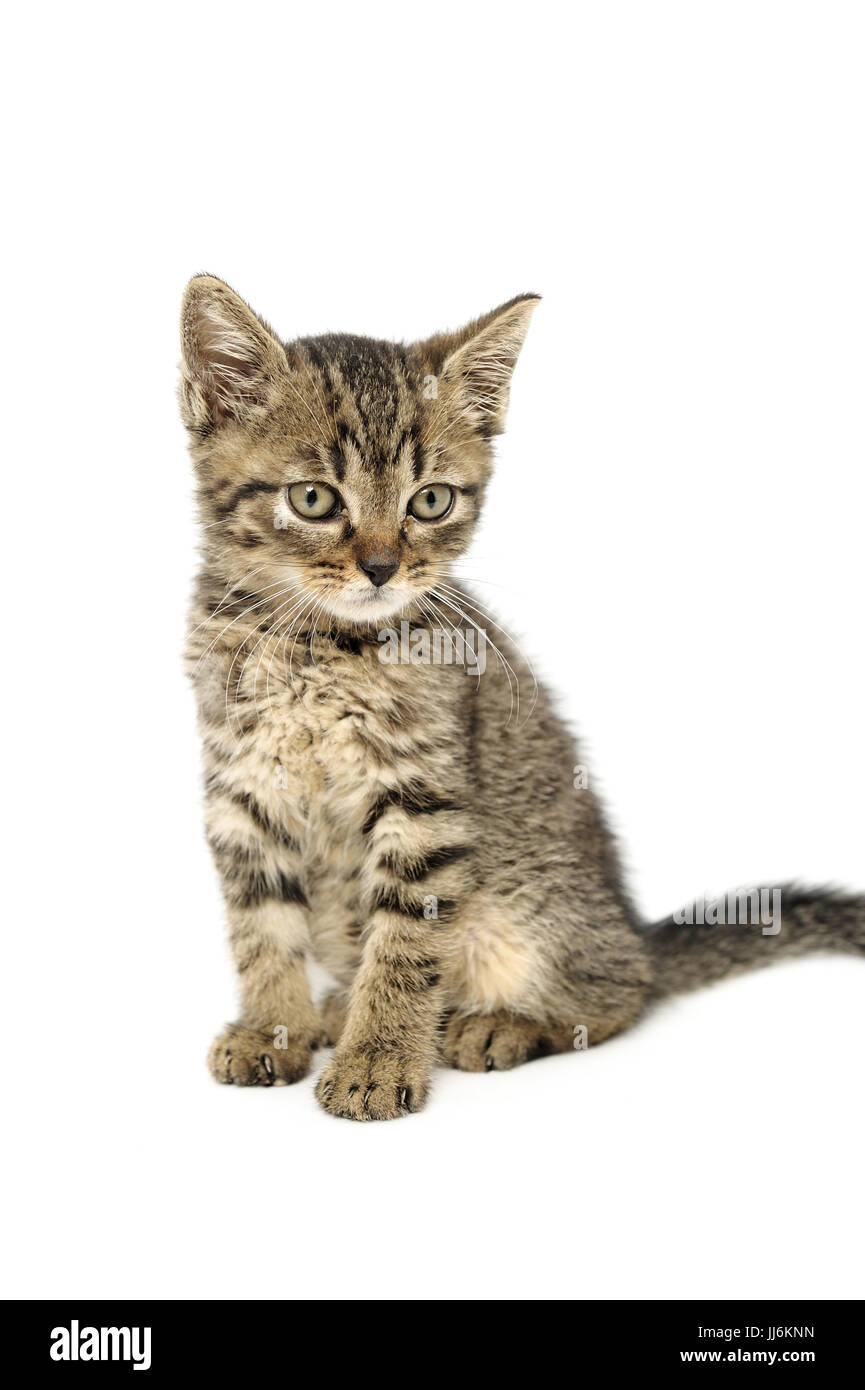 animal, animals, cat, cats, catus, domestic, domesticated, domestics, domesticus, felis, friendship,natural, wild, grownup, grownups, Stock Photo