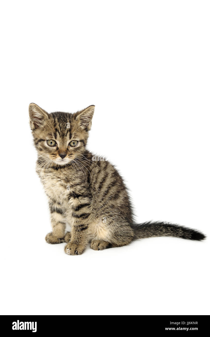 animal, animals, cat, cats, catus, domestic, domesticated, domestics, domesticus, felis, friendship,natural, wild, grownup, grownups, Stock Photo