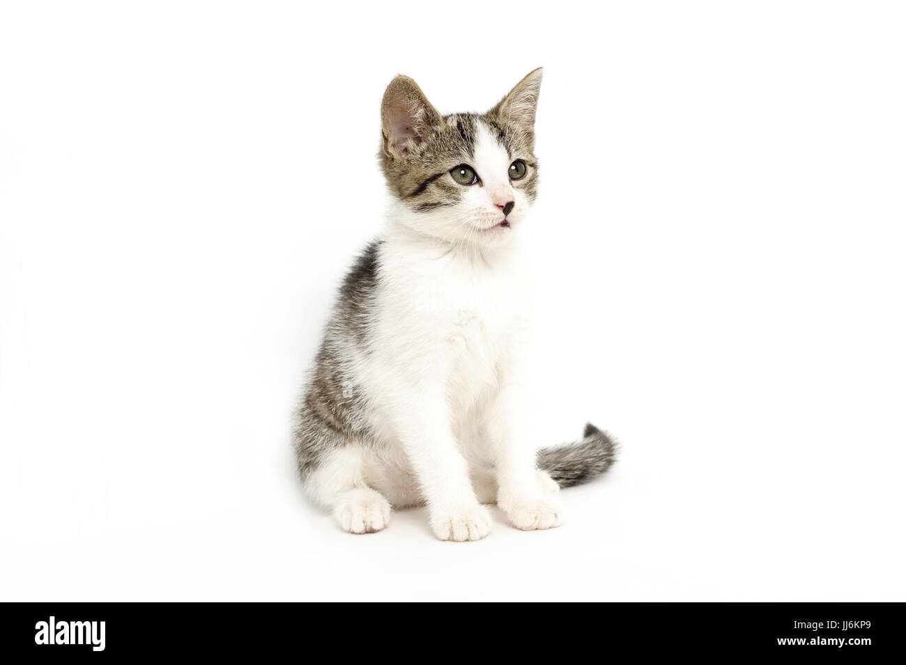 animal, animals, cat, cats, catus, domestic, domesticated, domestics, domesticus, felis, friendship,natural, wild, grownup, grownups, Stock Photo