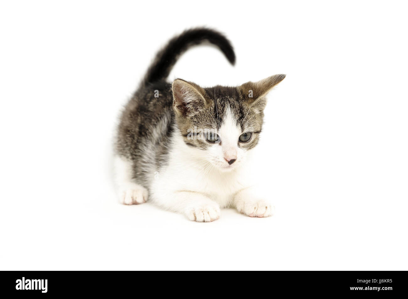animal-animals-cat-cats-catus-domestic-domesticated-domestics