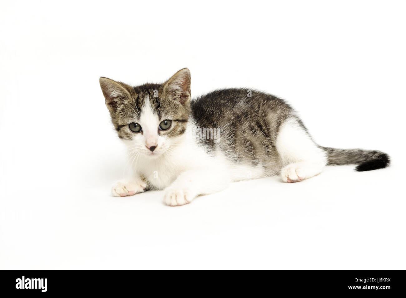 animal, animals, cat, cats, catus, domestic, domesticated, domestics, domesticus, felis, friendship,natural, wild, grownup, grownups, Stock Photo