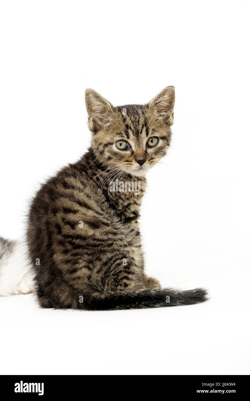 animal, animals, cat, cats, catus, domestic, domesticated, domestics, domesticus, felis, friendship,natural, wild, grownup, grownups, Stock Photo