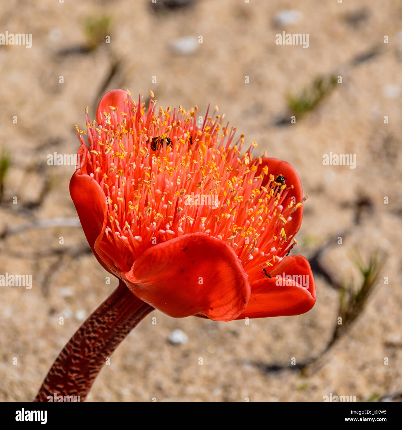 Haemanthus coccineus flower in the Southern Cape, South Africa Stock Photo