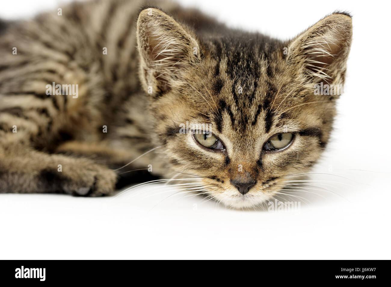 animal, animals, cat, cats, catus, domestic, domesticated, domestics, domesticus, felis, friendship,natural, wild, grownup, grownups, Stock Photo