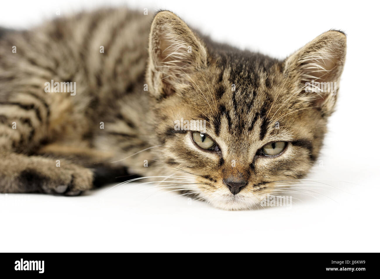 animal, animals, cat, cats, catus, domestic, domesticated, domestics, domesticus, felis, friendship,natural, wild, grownup, grownups, Stock Photo