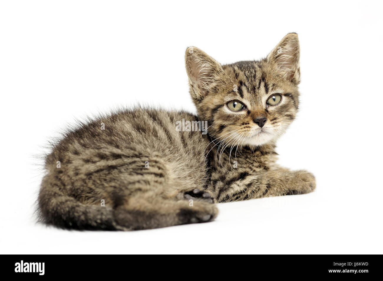 animal, animals, cat, cats, catus, domestic, domesticated, domestics, domesticus, felis, friendship,natural, wild, grownup, grownups, Stock Photo