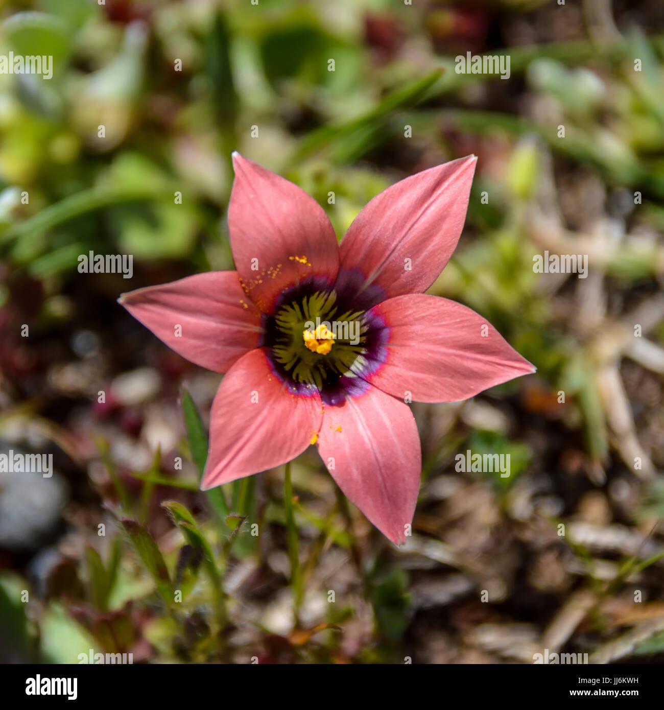 Romulea hirsuta flower in the Southern Cape, South Africa Stock Photo