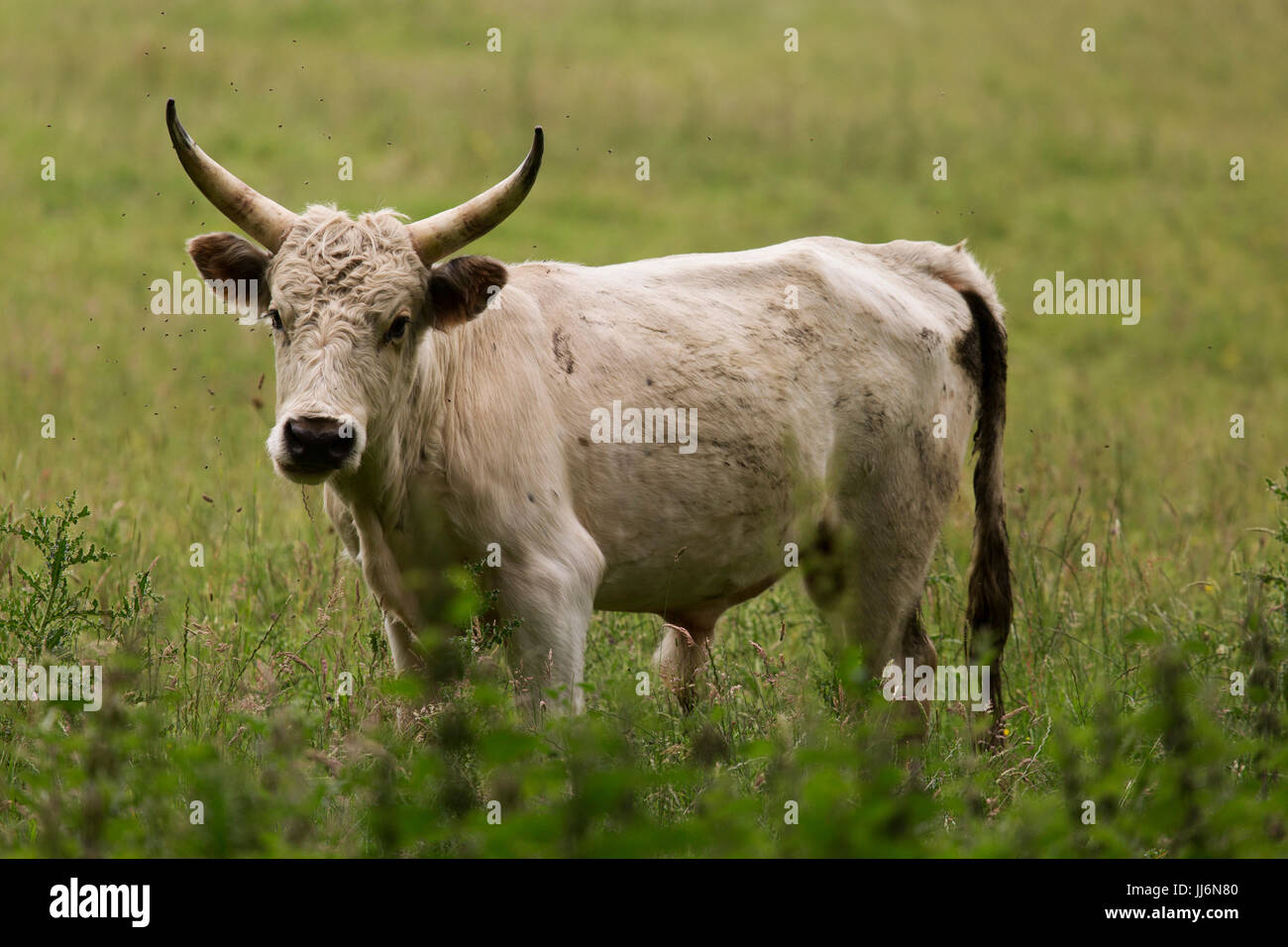 One of the wild cattle at Chillingham, surrounded by flies, in Northumberland, England. Stock Photo
