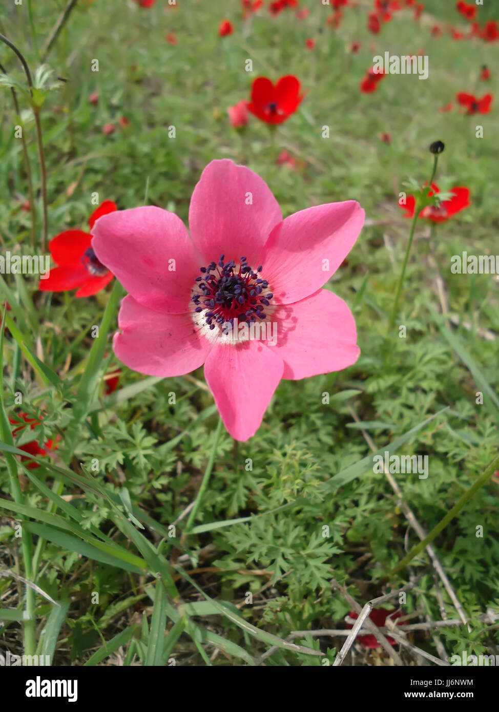 pink anemone flower Stock Photo Alamy