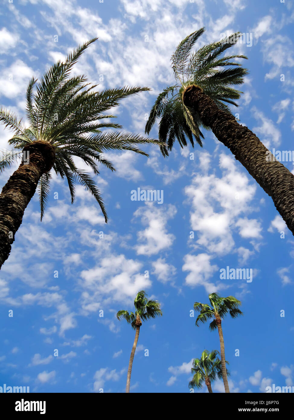Exotic palm trees Stock Photo Alamy