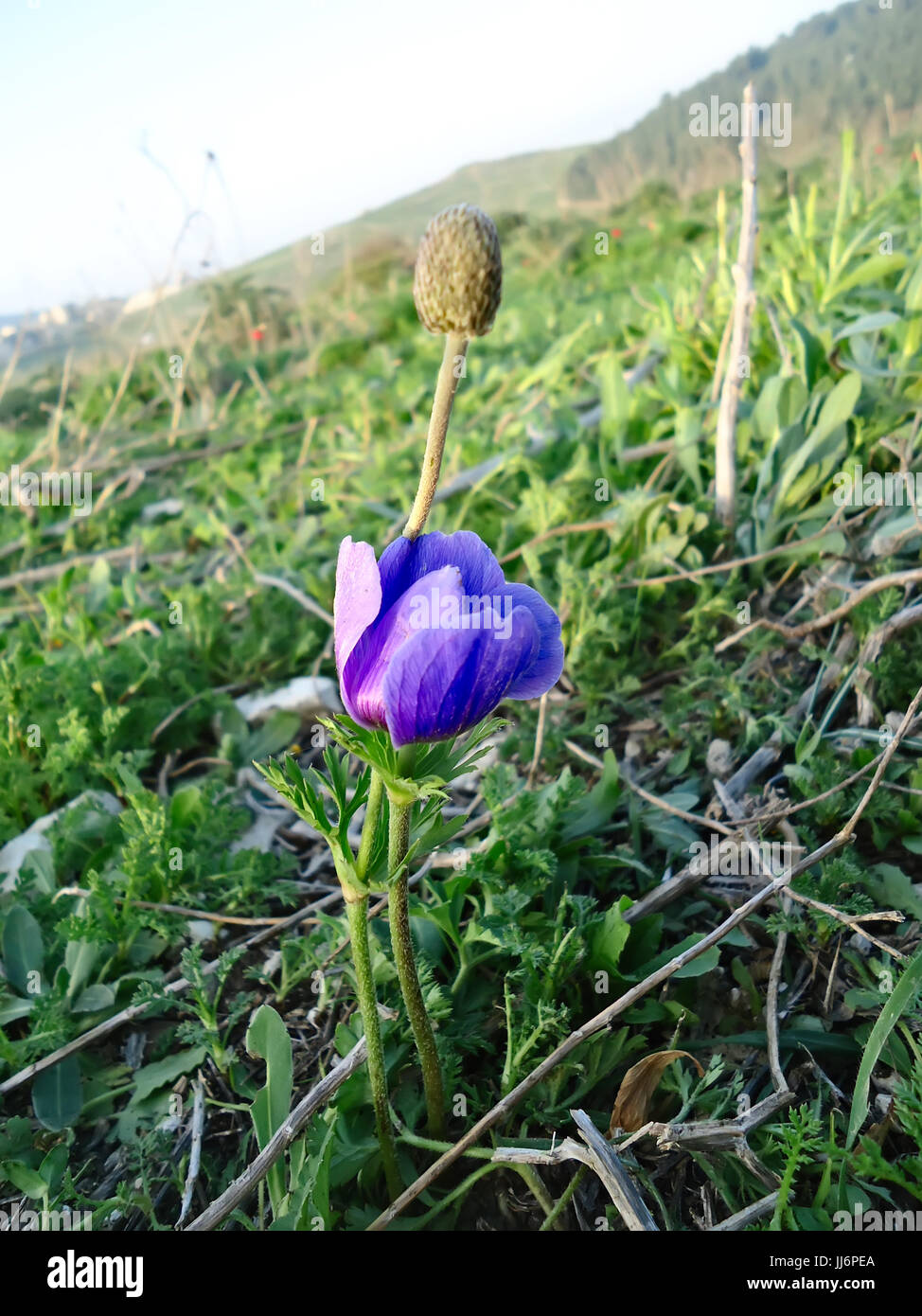 blue anemone flower with bud Stock Photo