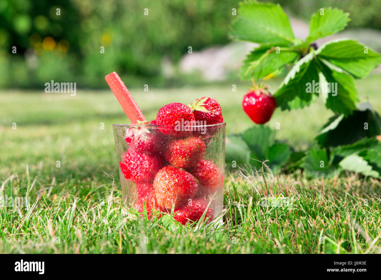 closeup fresh cocktail made of Fresh ripe red strawberry and strawberry ...