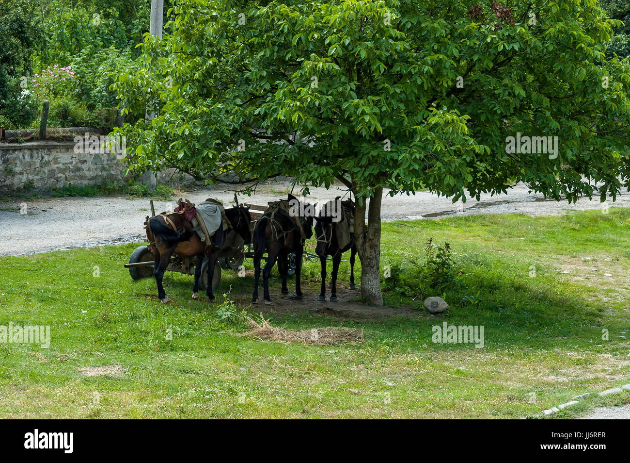 Summer meadow and group pack horses relaxation under big walnut tree  in Dushantsi village, Central Balkan   mountain, Stara Planina, Bulgaria Stock Photo
