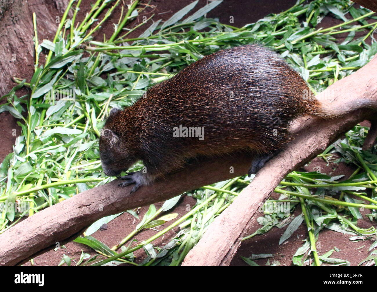 Juvenile Cuban or Desmarest's Hutia (Capromys pilorides) climbing down ...