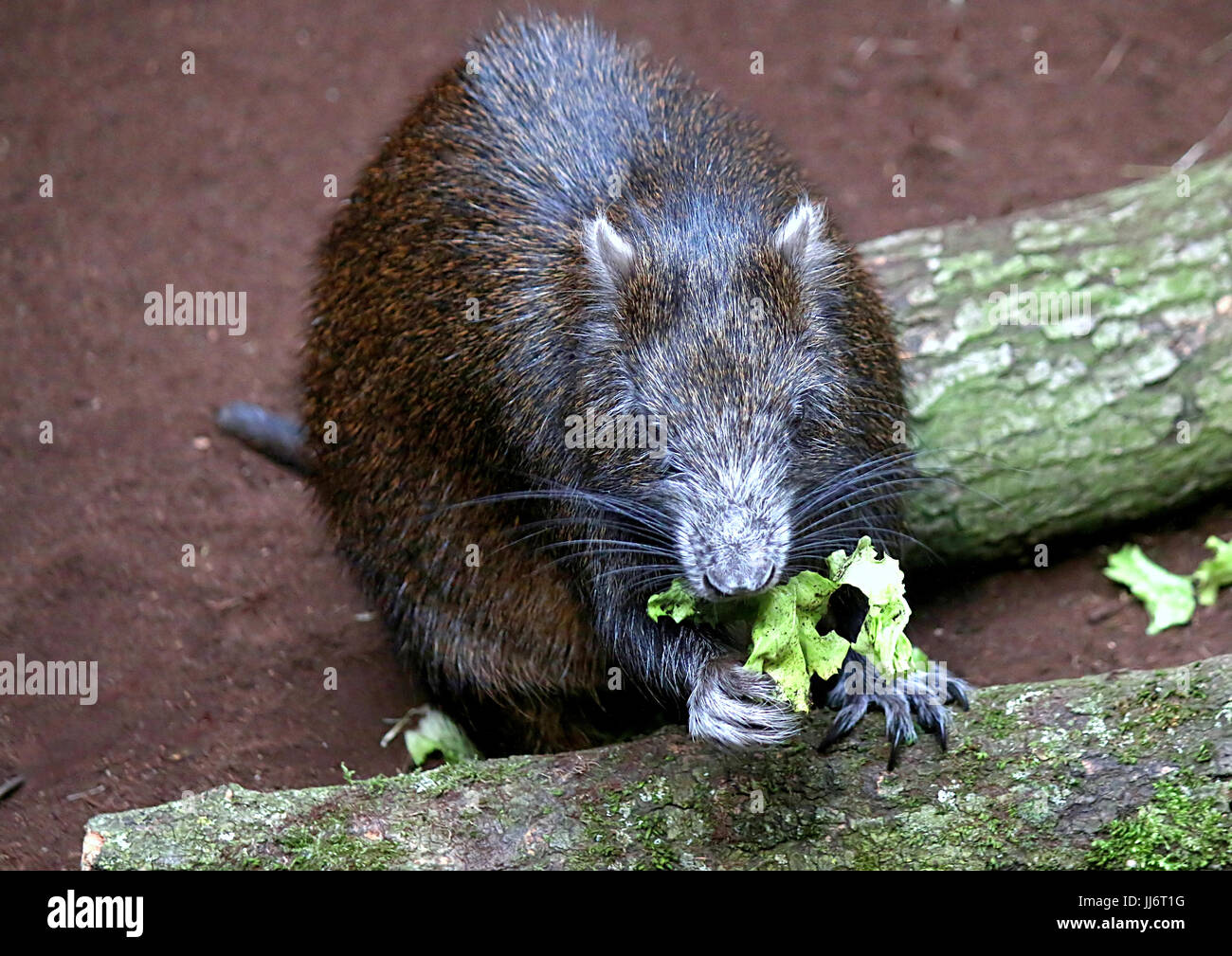 Cuban or Desmarest's Hutia (Capromys pilorides) feeding, using front ...