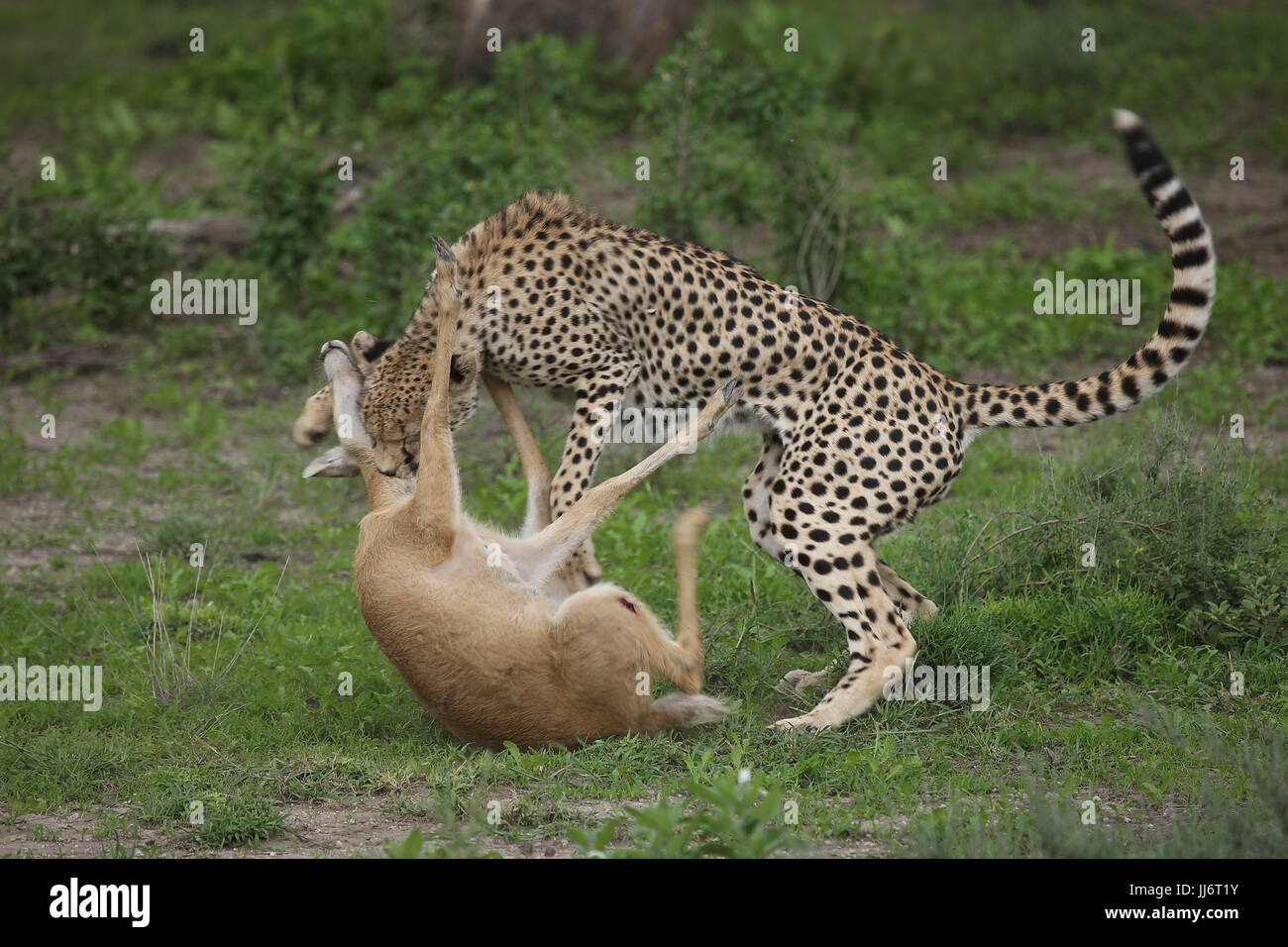 Blood Pressure Glyco Forte Ie main image 0