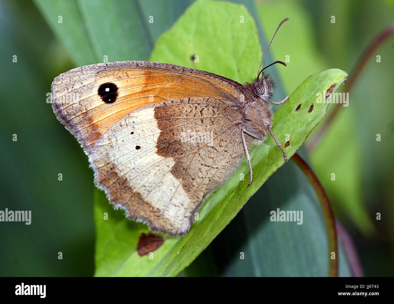 European Meadow Brown butterflies (Maniola jurtina) in closeup while feeding. Stock Photo
