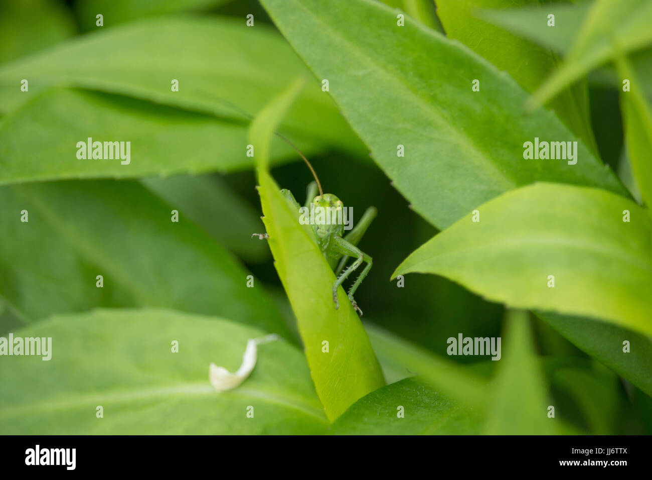 Green Caelifera on Leaves Stock Photo