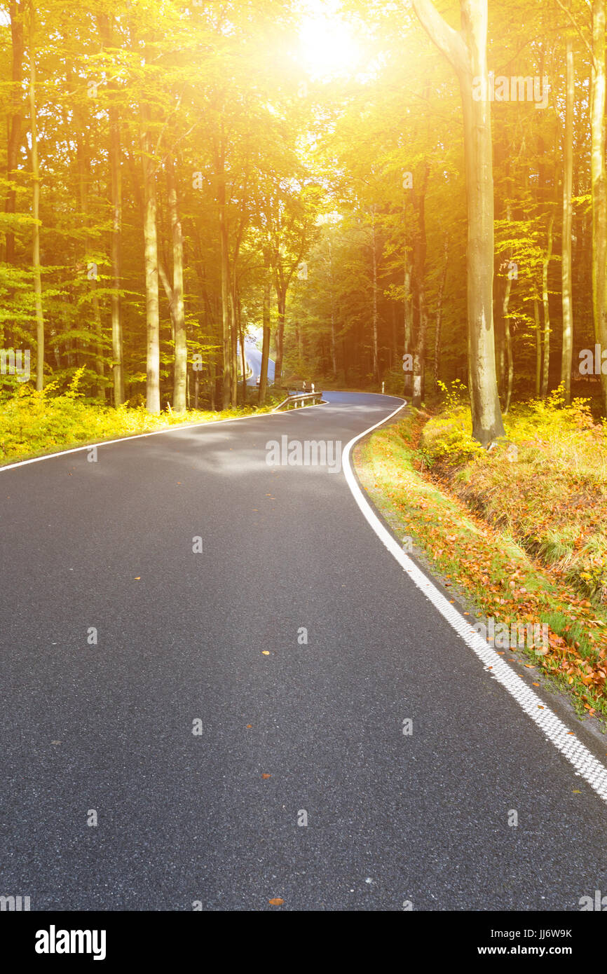 Asphalt road in the forest at sunrise Stock Photo - Alamy