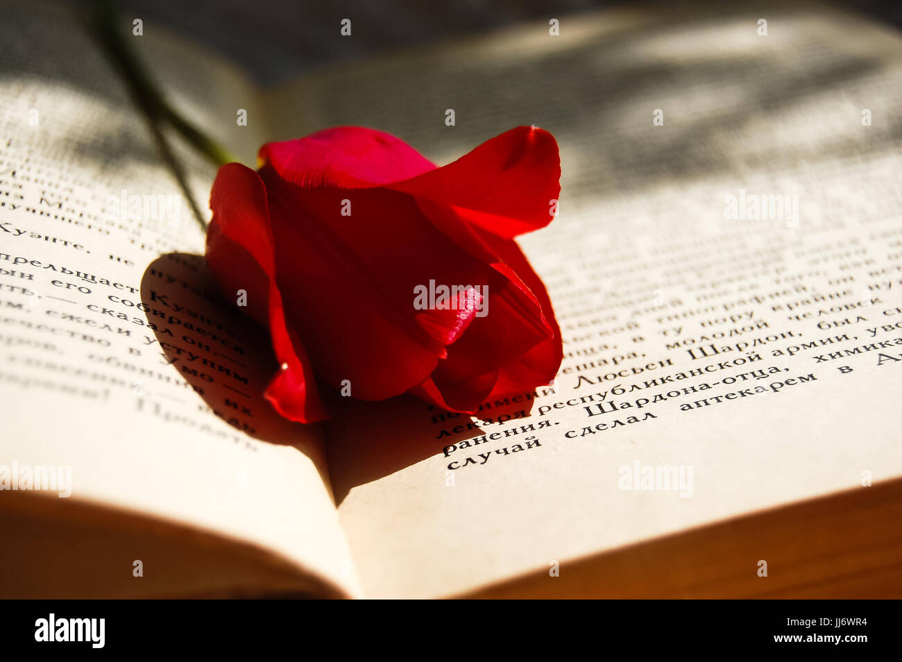 One red tulip in a opened book, romantic background Stock Photo