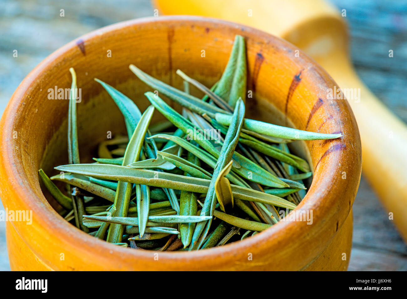 olive tree leaves, drug to lower blood pressure Stock Photo Alamy