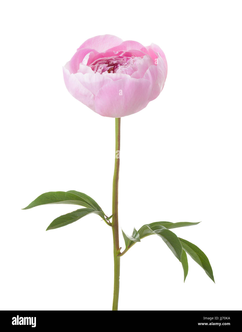Light pink peony isolated on white background Stock Photo - Alamy