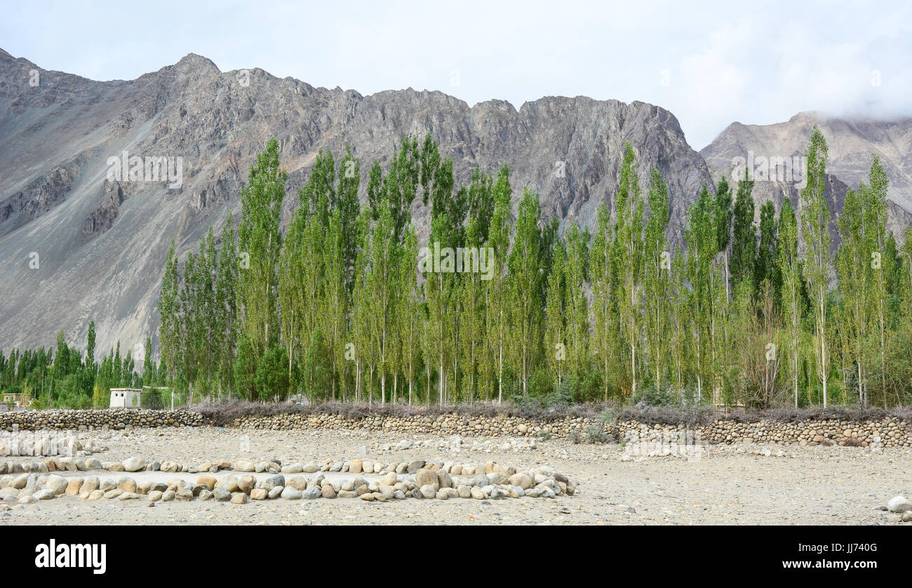 Mountain scenery with pine trees at sunny day in Leh, Ladakh, India