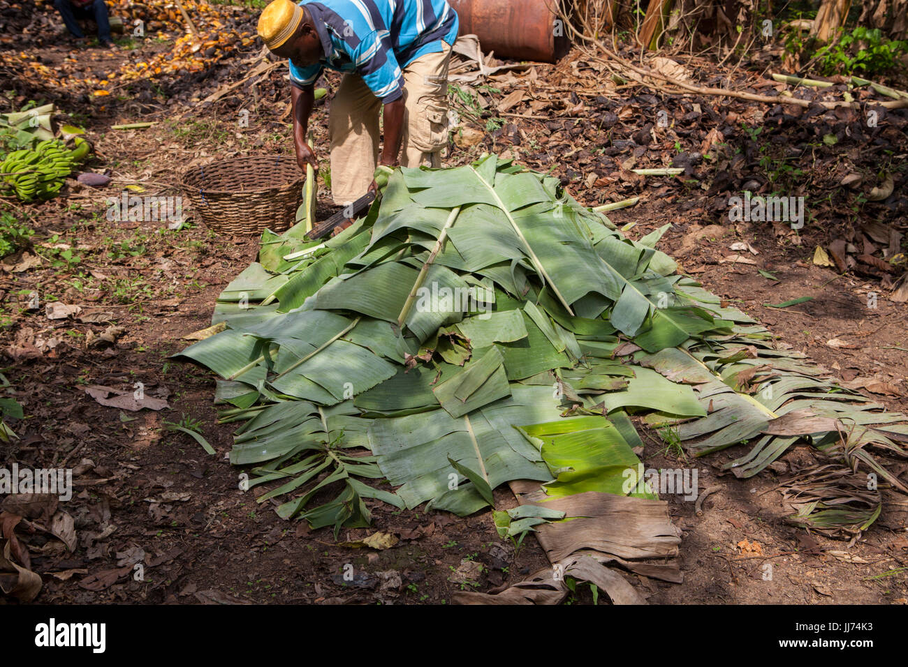 Ghana cocoa hires stock photography and images Alamy