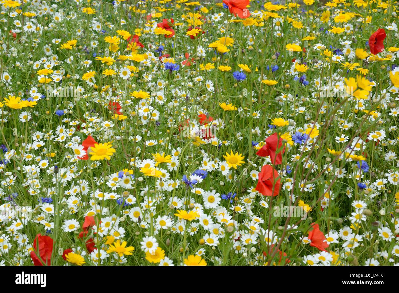 Planted wildflower meadow colourful mixes wild flowers spring summer flowers Stock Photo