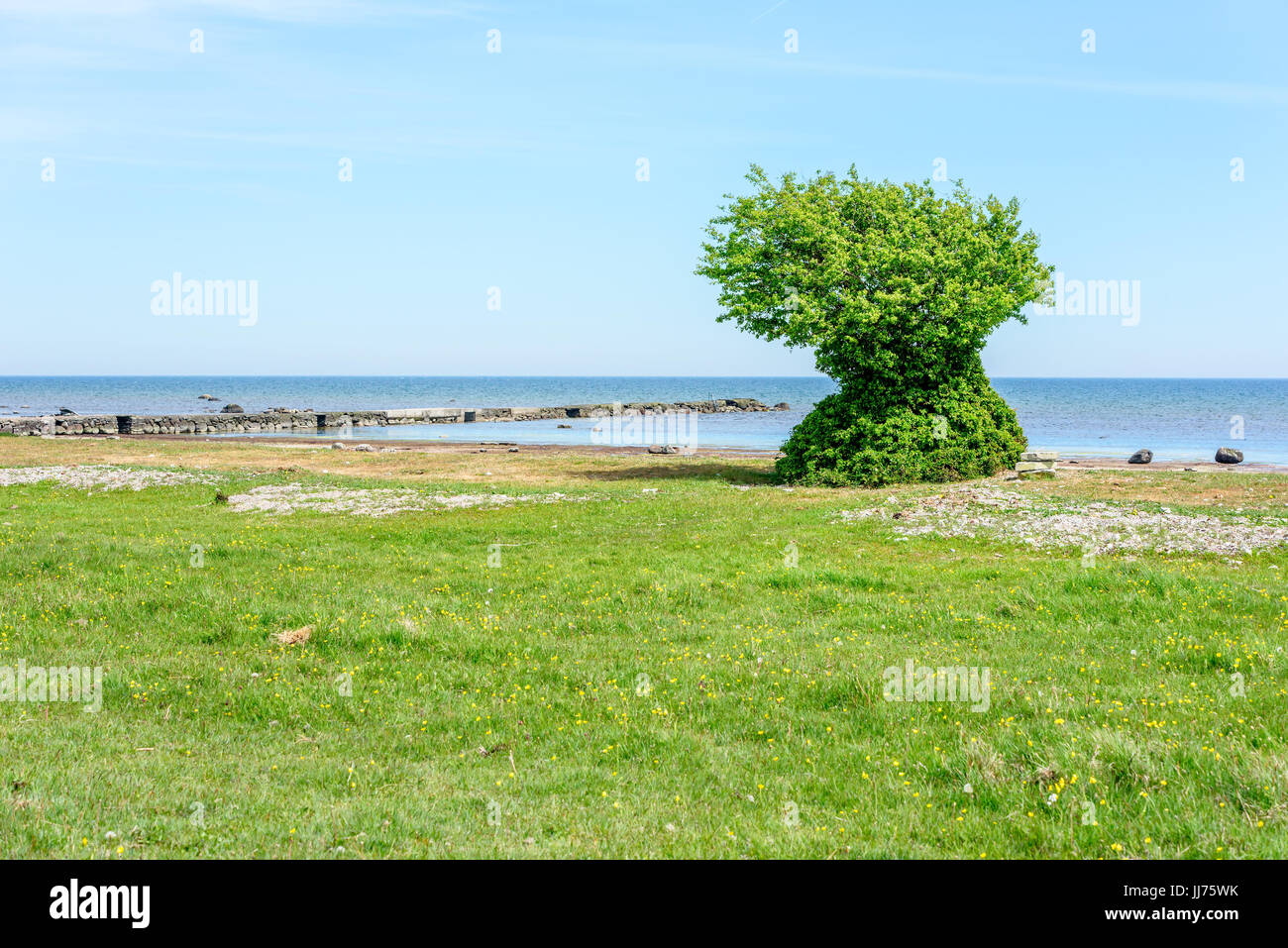 Strange and solitary tree growing on beach. Tree is overgrown with leaves from top to bottom. Stock Photo