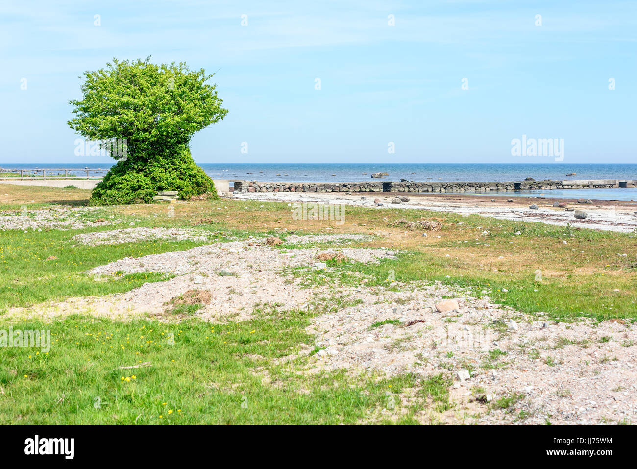 Strange and solitary tree growing on beach. Tree is overgrown with leaves from top to bottom. Stock Photo