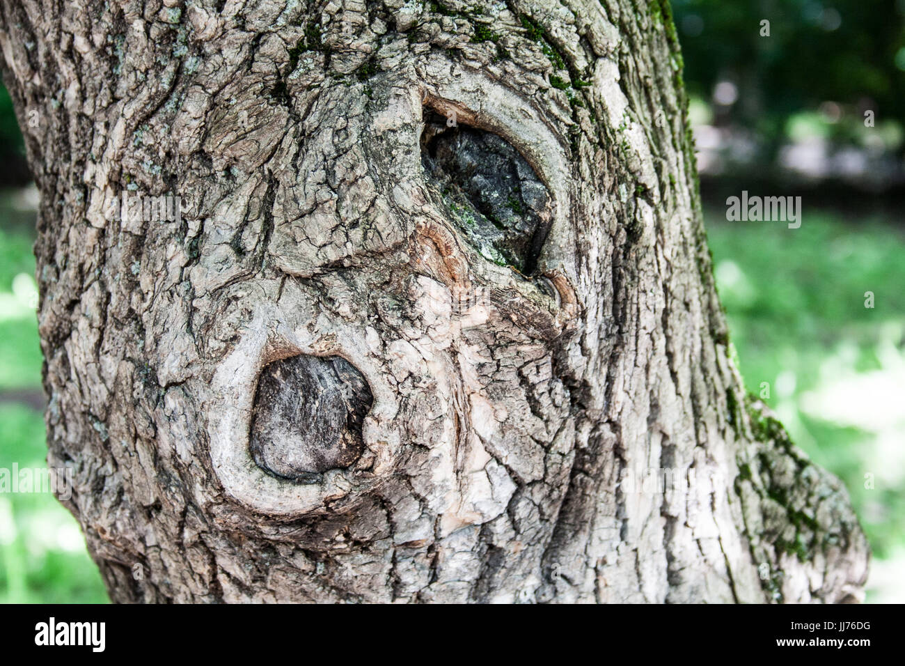 hardwood tree with textured bark. background, nature Stock Photo Alamy