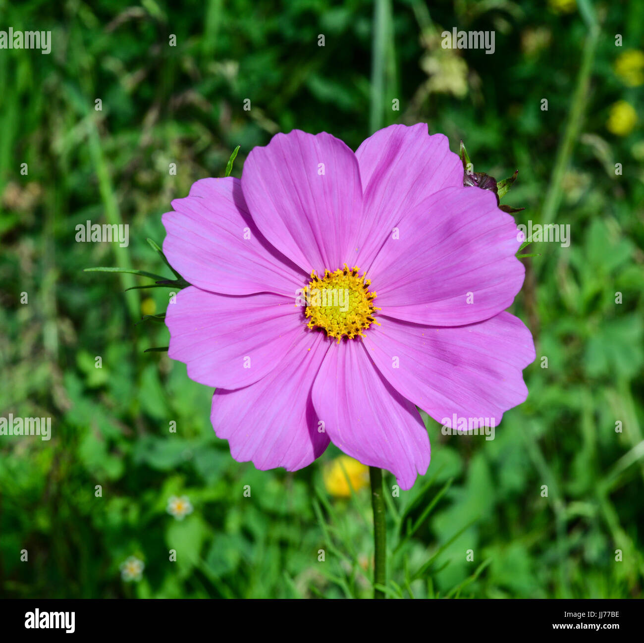 Purple cosmos flower blooming at the garden in spring time Stock Photo ...
