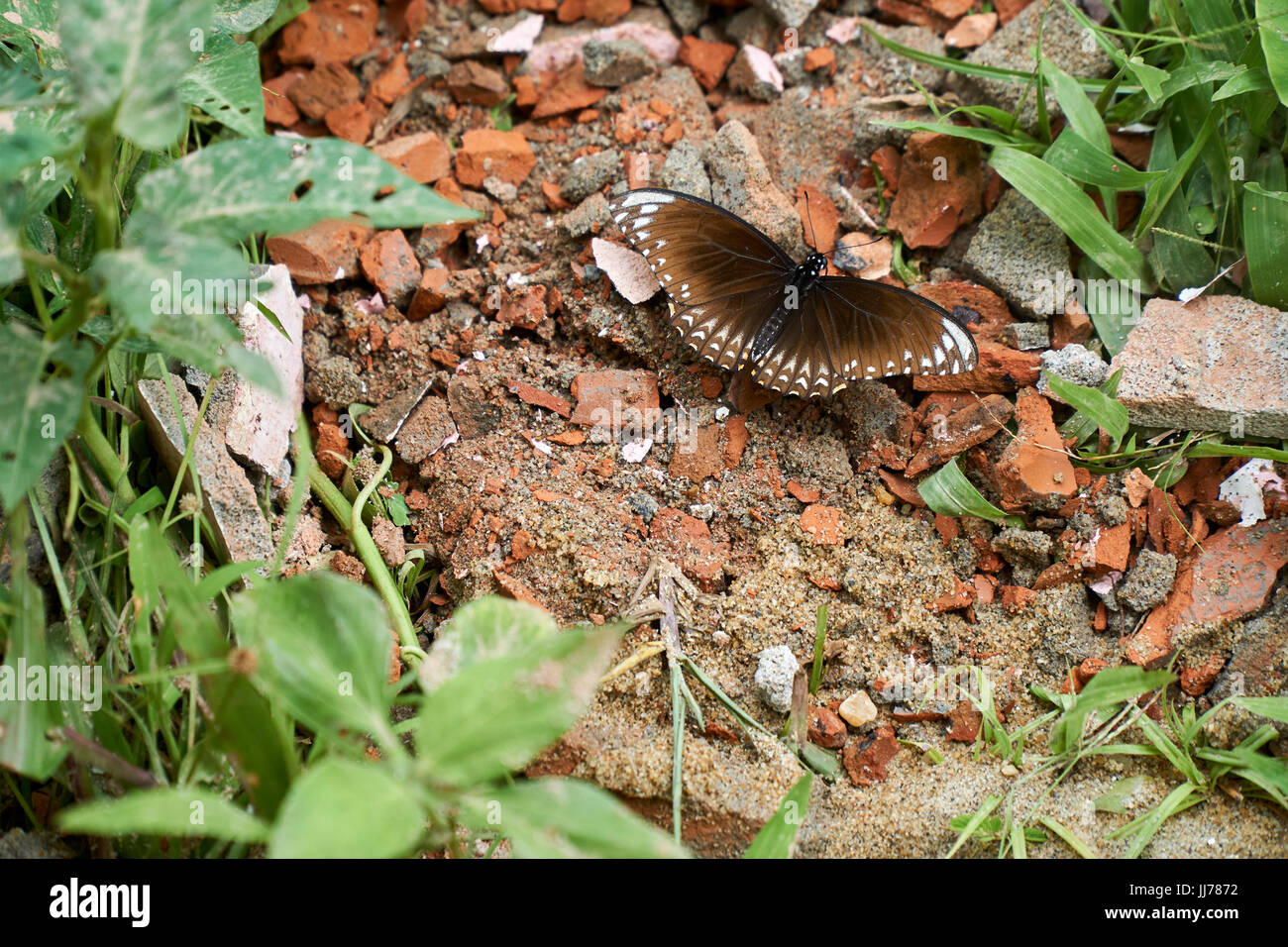 Brown butterfly sitting on red bricks in the nature. Jungle, Vietnam. Stock Photo