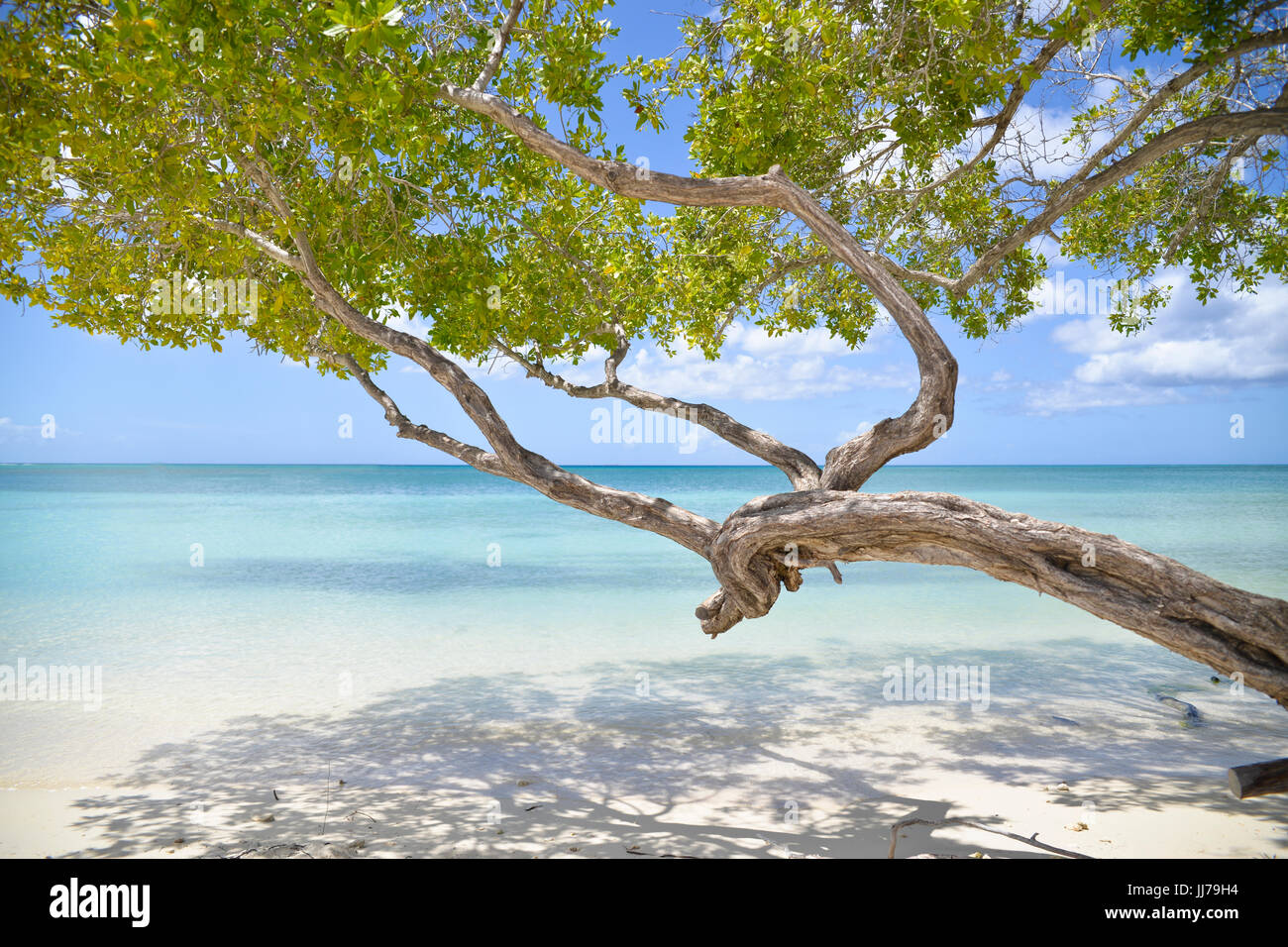 stunning ocean view with tree on beach in aruba, caribbean Stock Photo