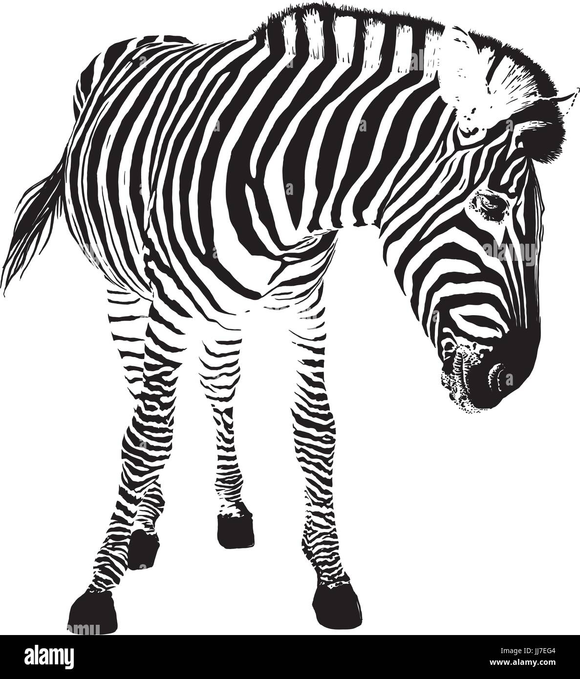 playful zebra Stock Vector