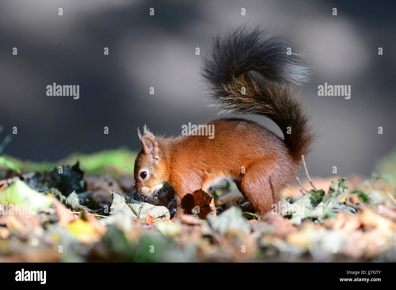 Squirrel Burying Nuts High Resolution Stock Photography and Images Alamy