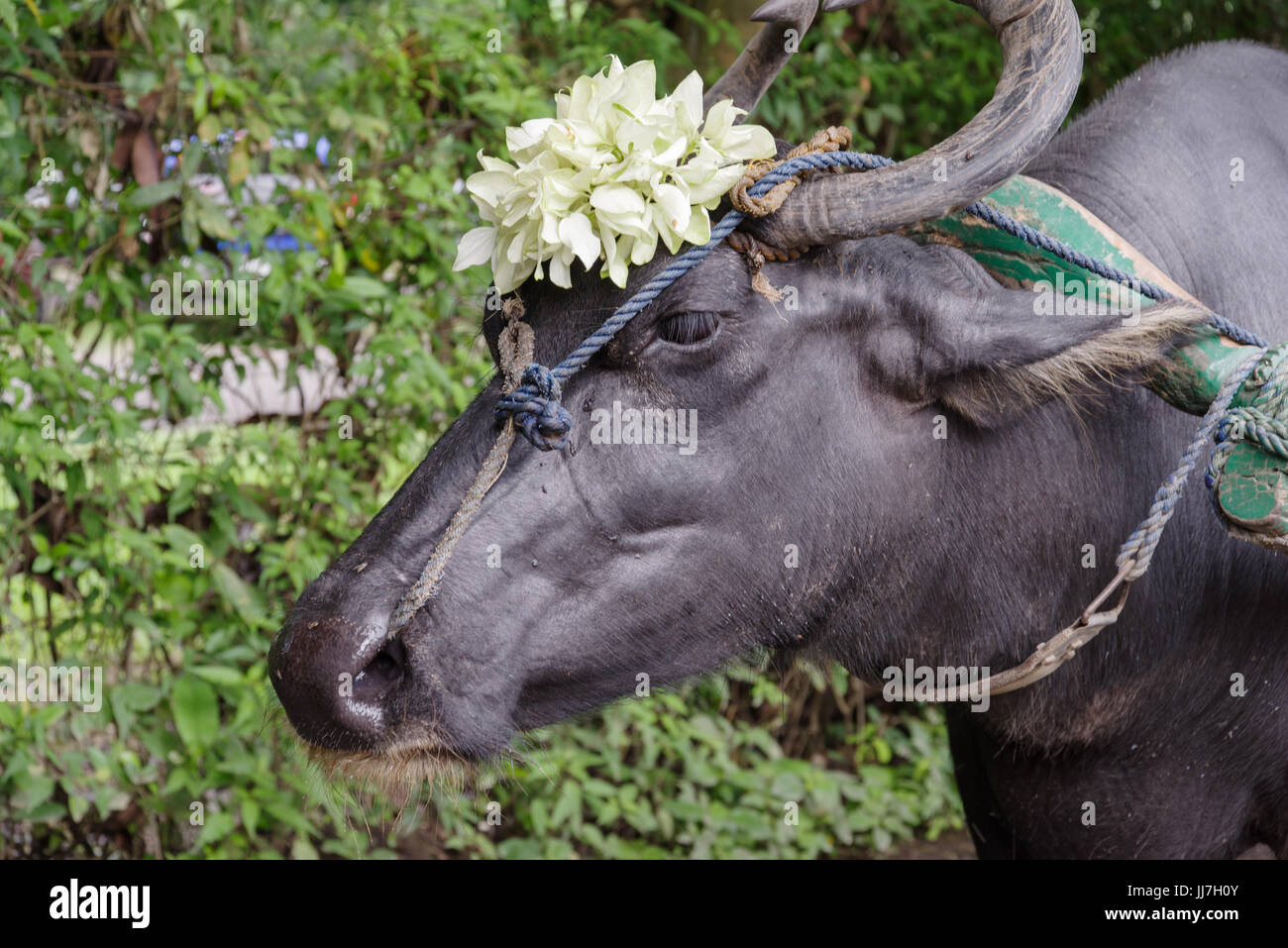 Carabao - water buffalo native to the Philippines Stock Photo