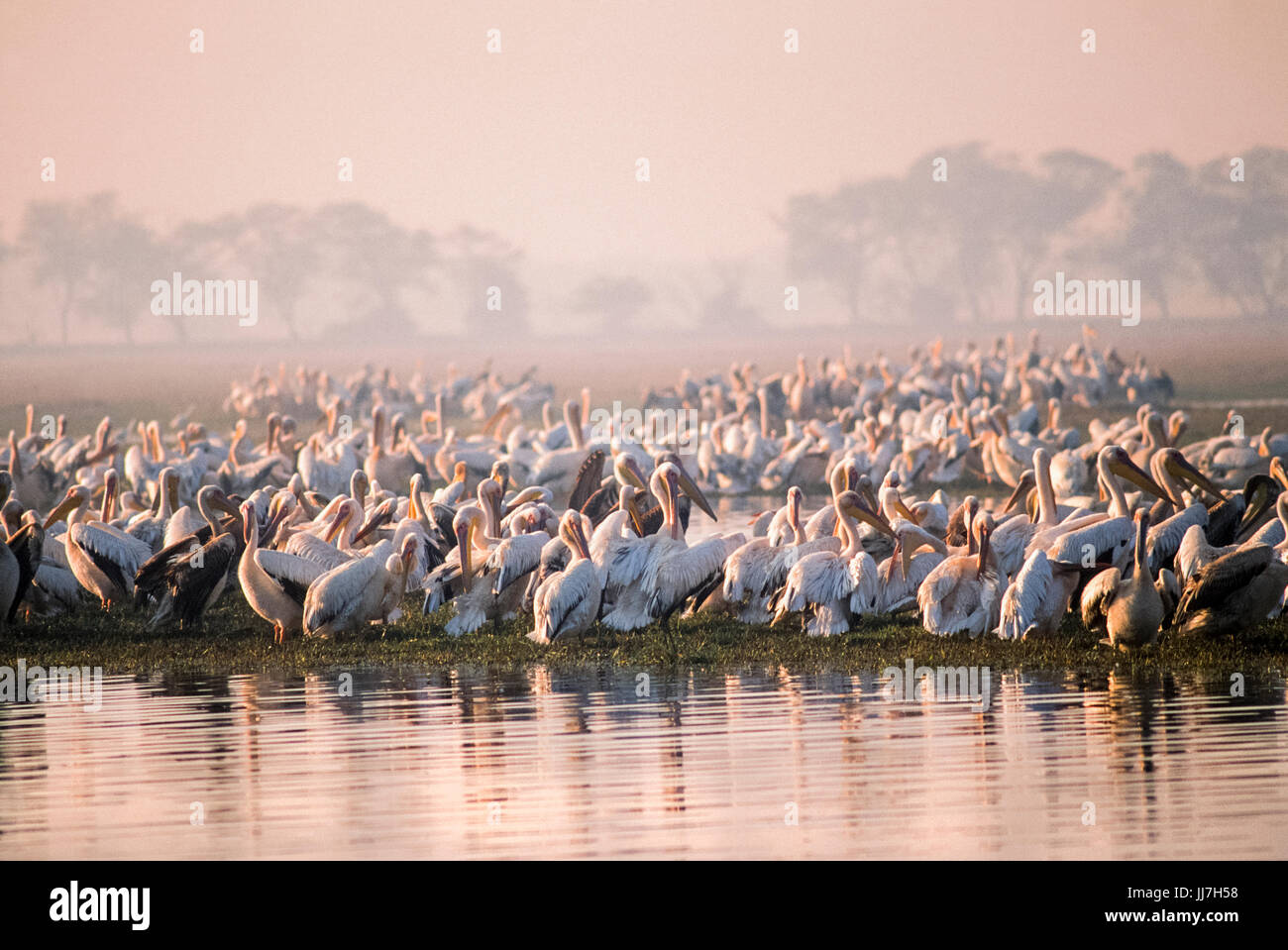 Great white pelican or Rosy Pelican or White pelican, (Pelecanus onocrotalus), Keoladeo Ghana National Park, Bharatpur, Rajasthan, India Stock Photo