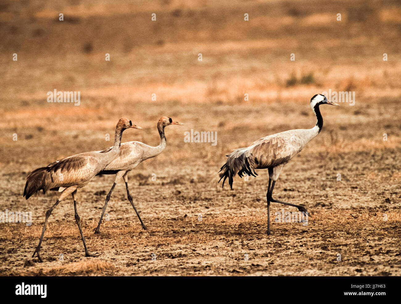 Common Crane, (Grus grus), two juveniles follow an adult parent in Velavadar National Park, Gujarat, India Stock Photo