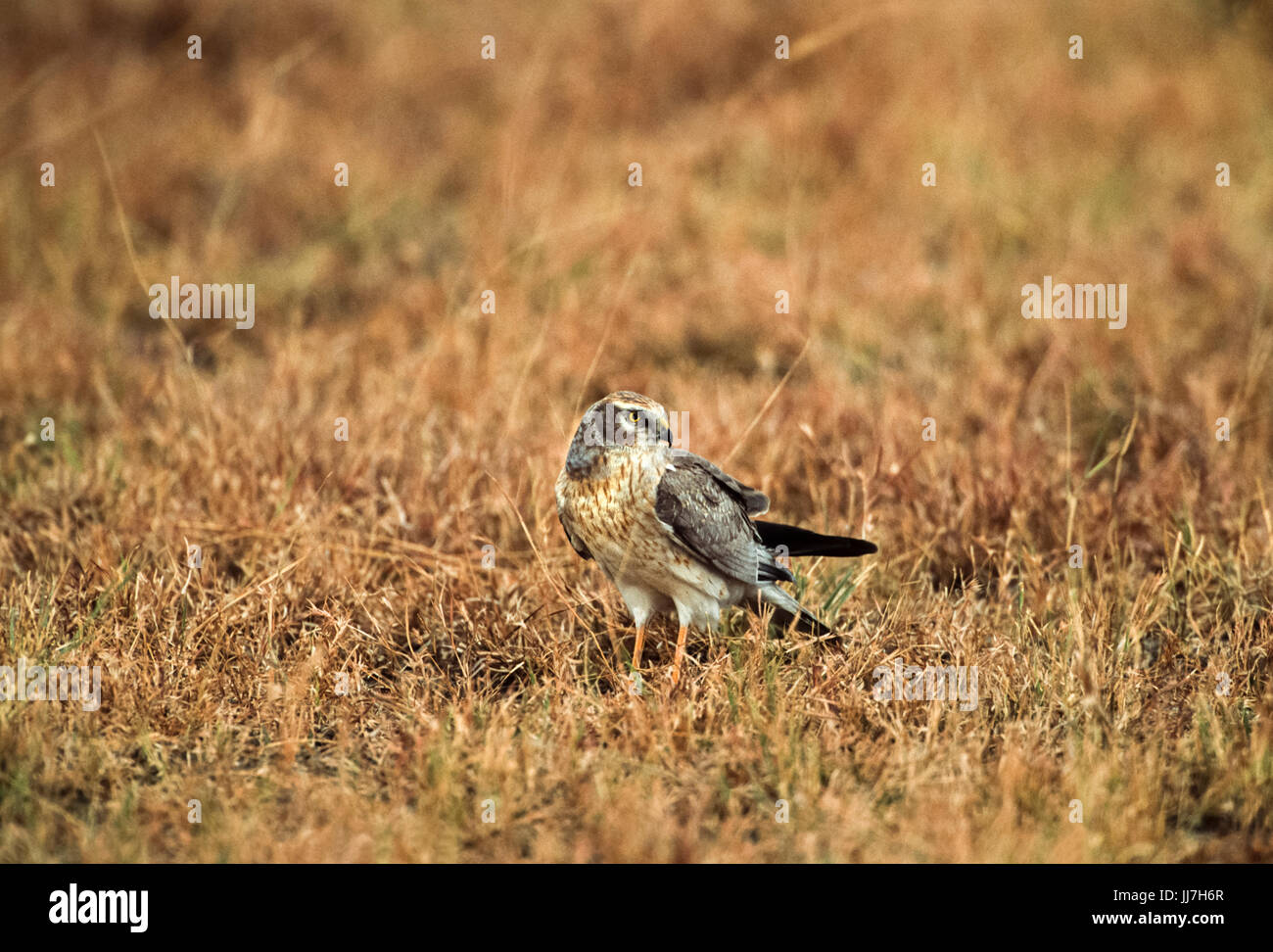 adult male Pallid Harrier, (Circus macrourus),Blackbuck National Park, Velavadar, Gujarat, India Stock Photo