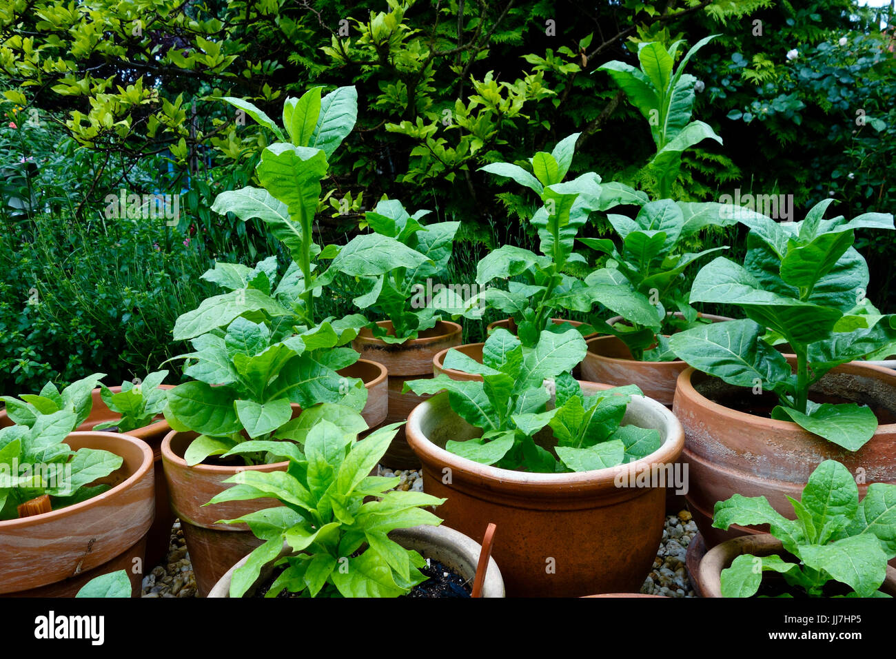 Container garden with many tobacco plants in terra-cotta pots Stock Photo