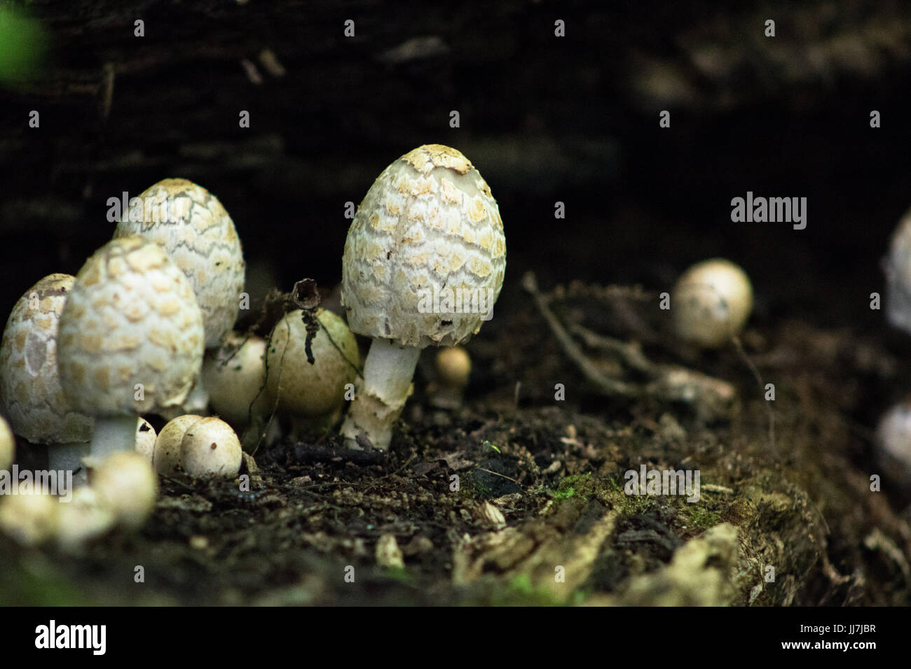 Mushroom After Rain Stock Photos & Mushroom After Rain Stock Images Alamy