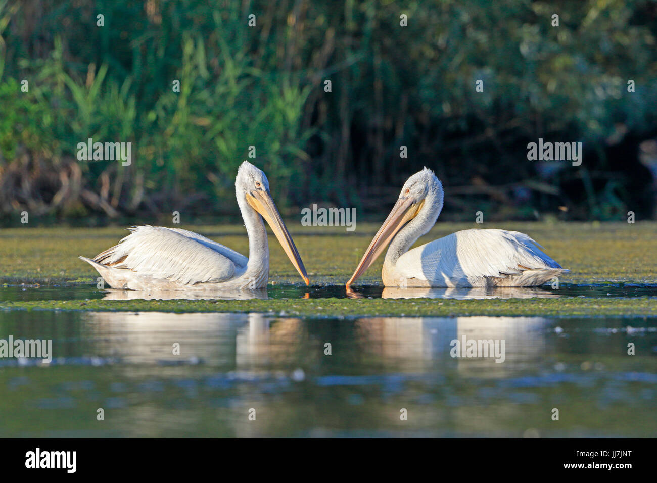 Two Dalmatian Pelicans swimming in the Danube Delta Romania Stock Photo