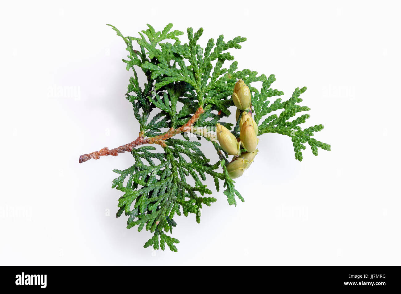 Eastern Arborvitae, twig with cones / (Thuja occidentalis) / American Arborvitae, White Cedar | Abendlaendischer Lebensbaum, Zweig mit Zapfen Stock Photo