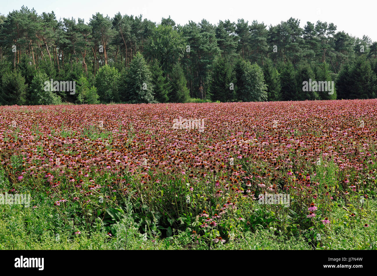 Field of Purple Coneflower, North Rhine-Westphalia, Germany / (Echinacea purpurea, Rudbeckia purpurea) | Feld mit Purpursonnenhut Stock Photo