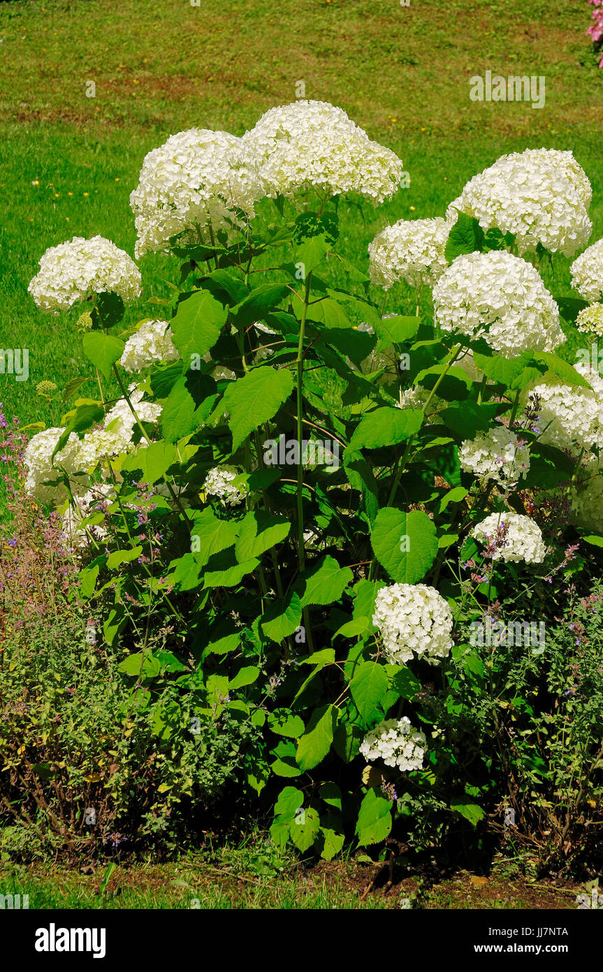 Hydrangea 'Annabelle' / (Hydrangea arborescens) | Ball-Hortensie 'Annabelle' / (Hydrangea arborescens) Stock Photo