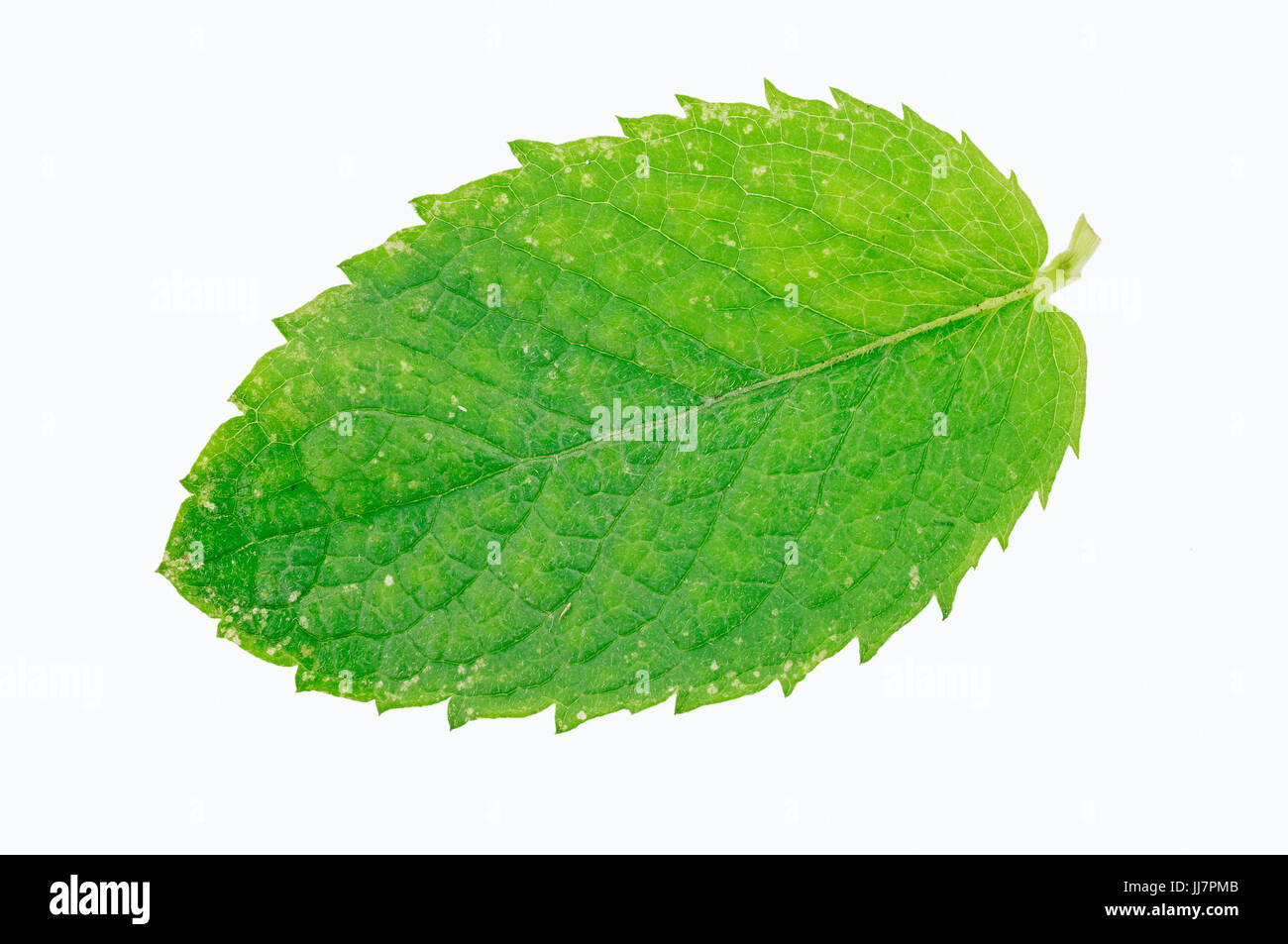 Mint, leaf / (Mentha suaveolens x spicata) | Zottige Minze, Blatt / (Mentha suaveolens x spicata) / Hain Minze Stock Photo