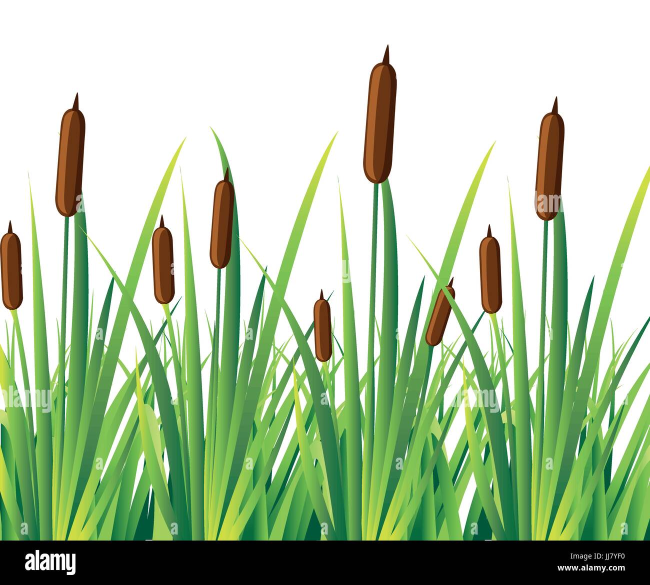 Swamp canes Water Reed Plant Cattails Green Leaf Grass Environment Swamp, Lake and River. Vector illustration Web site page and mobile app design. Stock Vector