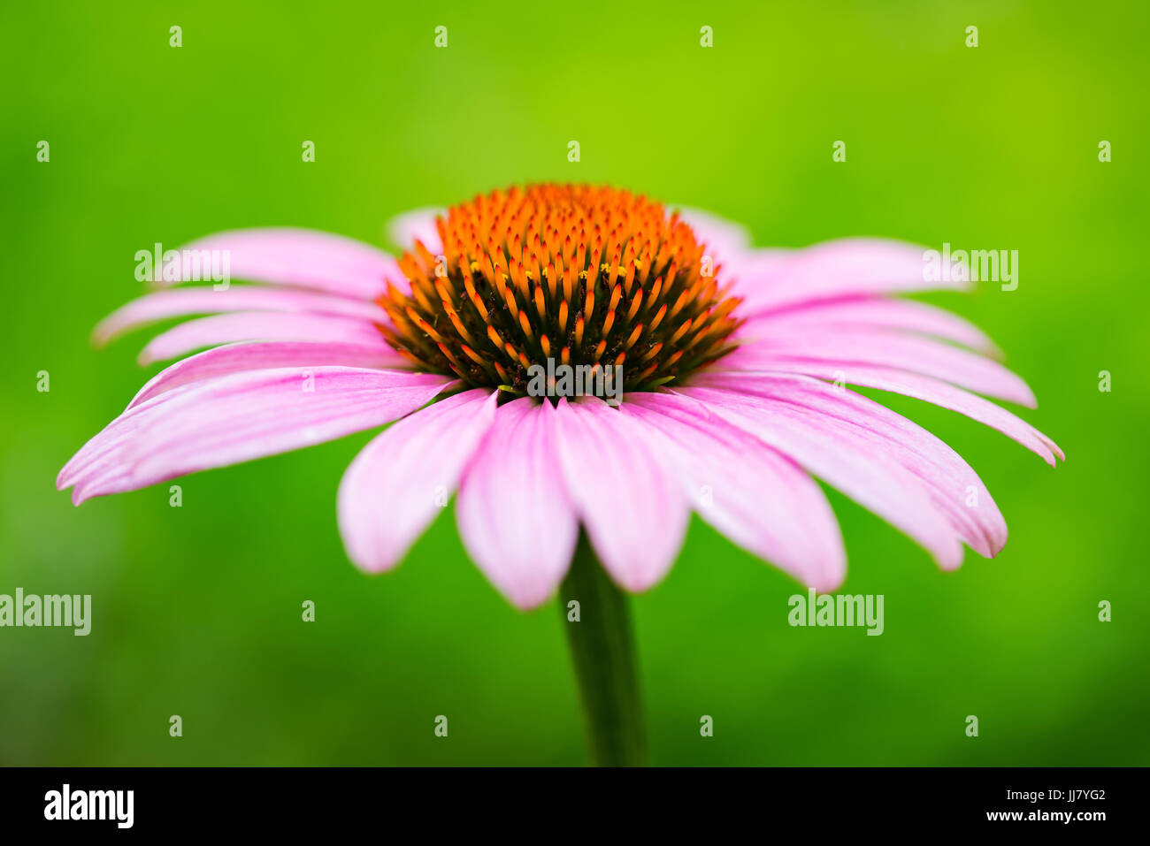 Pink coneflower (echinacea) on a blurred background Stock Photo